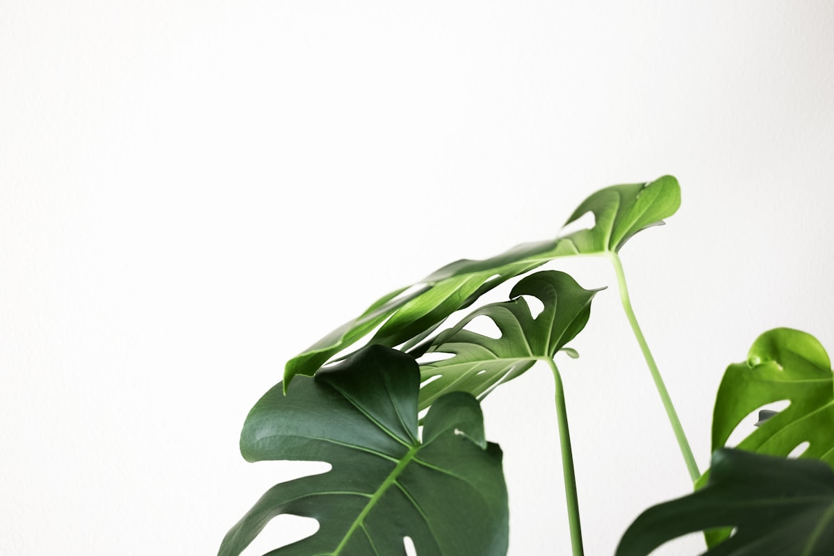 Images